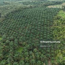 For Sale- 10 Acres Agriculture Land with Palm Oil Tree@ Chaah, Labis