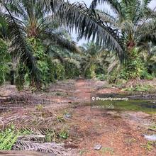 Zoning Industrial, Agriculture Land - Jalan Belokok, Pontian, Johor