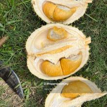 Jln Pantai Jelebu 9 yrs old Durian Plantation