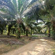 Sungai Pelek, Sepang, Tanjong Sepat, Denkil,Agriculture land for Sale