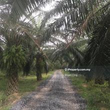 Cheapest Palm Oil Land