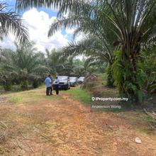 1000 acre Johor Segamat Rubber & Palm Oil Plantation Land For Sales.