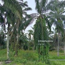 Agriculture Land for Sale @ Sungai Jawi for Sale