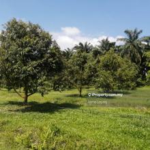 18 acres Karak Kolej Komuniti Bentong Durian Land For Sale