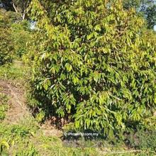 Raub Pahang Durian Land Freehold 6 acre 259,851sf Existing Durian Tree