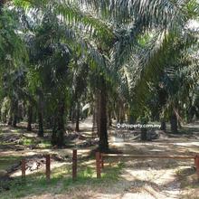 Agriculture land for Sale