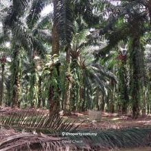 Palm Oil // Seremban - Lukut // Port Dickson //12.2 Arce 