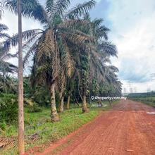 Kluang layang-layang agriculture land for sale