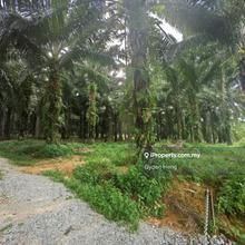 Kota Tinggi 11 Arces Palm Tree Land for sale