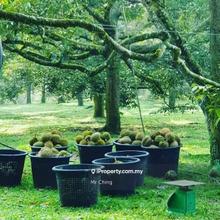 48 Acres Land 1500 Durian Musang King Bungalow Raub Pahang