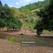 Durian farm in Karak