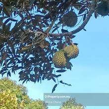 Jelebu Negeri Sembilan Durian Land Gated  For Sale