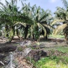 14.5 Acres Zoning Medium Industrial Land @ Pekan Nanas, Pontian, Johor
