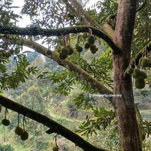 Bentong 10 years Musang King Farm for Sale