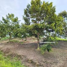 For Sale Durian Farm In Karak, Bentong, Pahang