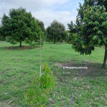 Bentong Karak durian farm for sale 400k