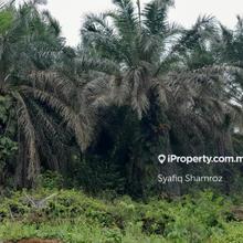 Palm Oil Plantation For Sale