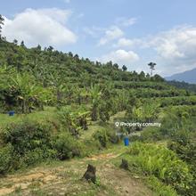 8.2 acres Bentong Old Road Durian Land for Sale