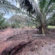Pontian Benut Agriculture Land For Sale