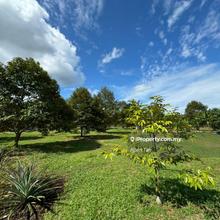 Kukup Durian & Oil Palm Land For Sale