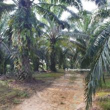 Plam Oil Land For Sale