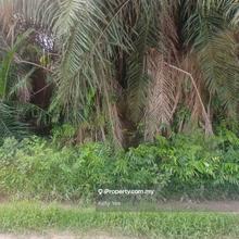 Palm Oil Plantation @ Batu Kawan for Sale
