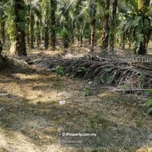 12 Acres Chemomoi Agriculture land For Sale