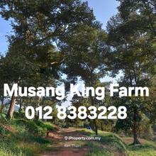 All Musang King 