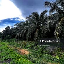 Ladang Kelapa Sawit di Jalan Muar Labis Segamat 
