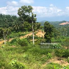 30 Years Age Tree - Durian Orchard Land