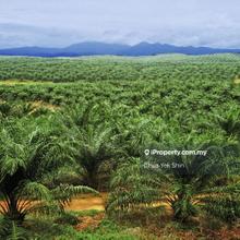 326 Acre Palm Oil with Electric and Water Supply