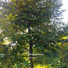 9.743 Acres Bentong (.Manchis) Durian Orchard For Sale 