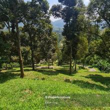 Raub Bentong Durian Orchard
