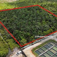 Premium Agricultural Land for Sale in Kota Tinggi