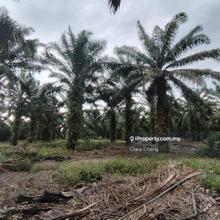 Ayer Baloi Pontian 6.7acres Oil Palm Land for Sale