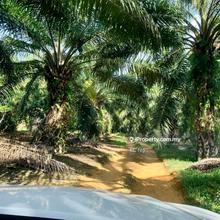 Sungai Siput, Kuala Kangsar, 150 Acres Oil Palm Plantation For Sale.
