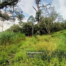 Paradise Durian Orchard For Sale Freehold 2.43 Acres