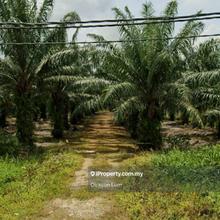 455 Acres Freehold Oil Palm Land For Sale 