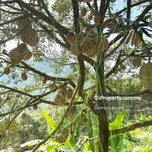 Mature Musang King farm