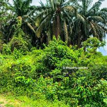 Agriculture land @kotta tinggi johor for sale 