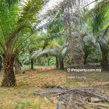 Kelantan Gua Musang Oil Palm Land For Sale
