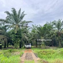 Land for sale pontian api-api agriculture yellow soil