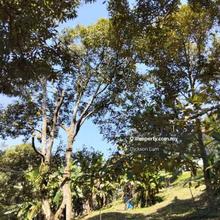 3.8 Acres Premium Durian Orchard for Sale in Sungai Ruan, Raub