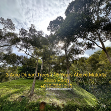 Durian Agriculture Land, 3 Acre, Matured 15 years Durian Trees