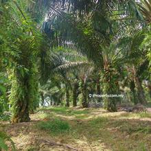 Sri Lalang Jalan Ayer Hitam Kluang Agriculture Land 