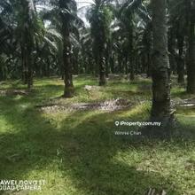 Jelai Taiping Perak 577 Acres Freehold Agriculture Land For Sale