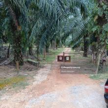Agriculture land Kelapa Sawit Kuala Sungai Baru Masjid Tanah Melaka