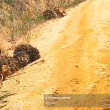 Kelantan Gua Musang Ulu Nenggiri Bertam 432 acres Palm oil Land sale