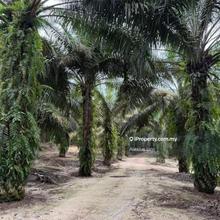For Sale - 64 Acres Agriculture Land @ Simpang Renggam, Johor