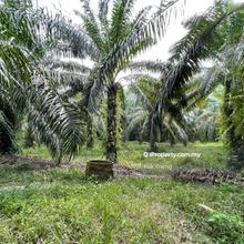 30% Flat , 70% Sloppy  - Palm Oil Plantation 